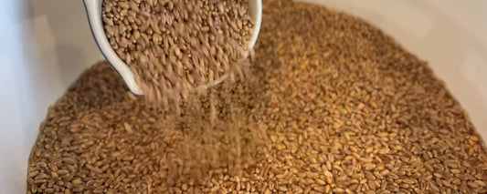 Grinding Wheat Berries into Whole Wheat Flour for Homemade Bread