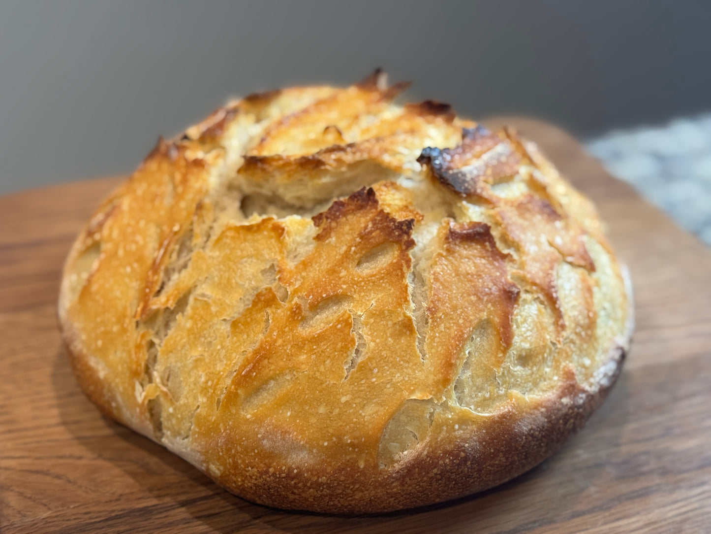 Freeze-Dried Sourdough Starter