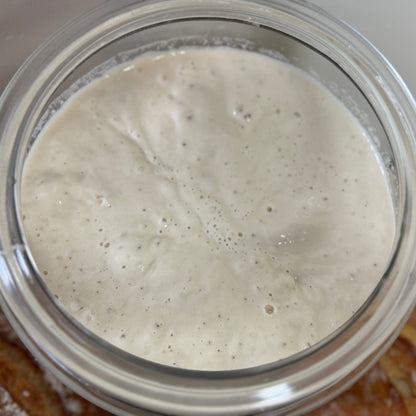 Freeze-Dried Sourdough Starter